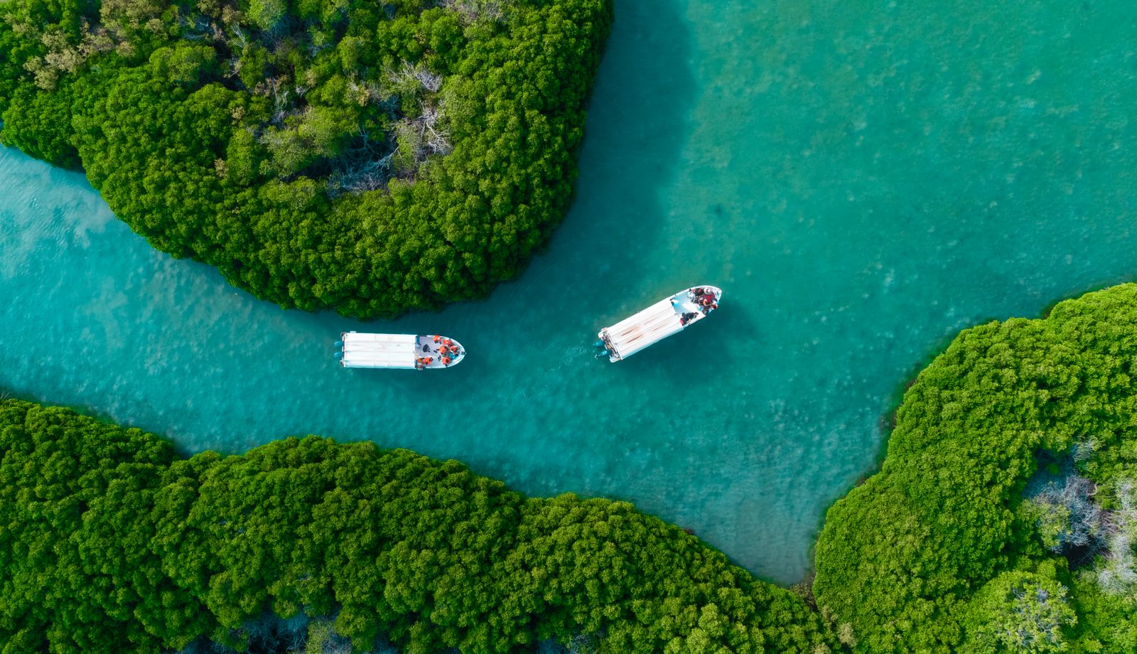 Mangrove forest, Jazan